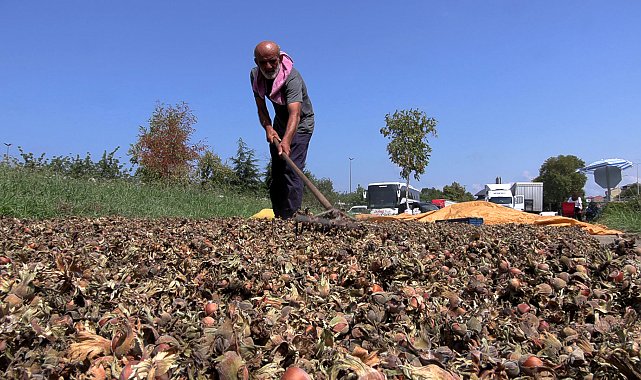 Sahil yolu kenarında fındık kurutma mesaisi