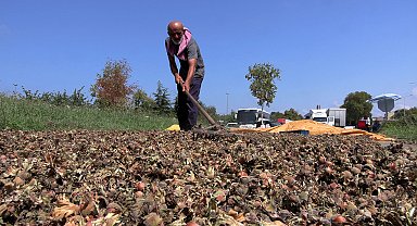 Sahil yolu kenarında fındık kurutma mesaisi