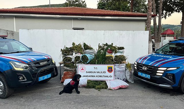 Samsun'da bin 757 kök kenevir ve 138 kilogram esrar ele geçirildi