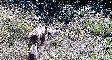 Tarlasına kurduğu fotokapanla yaban hayatını görüntüledi