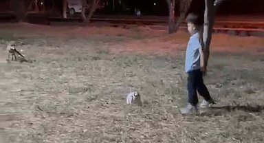 Tilki, topu alıp kaçtı; o anlar kamerada