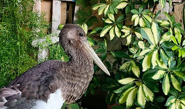 Uçamaz halde bulunan 'karaleylek' korumaya alındı