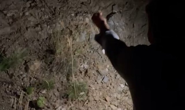 Uludağ yoluna inen tilkiyi etle beslediler