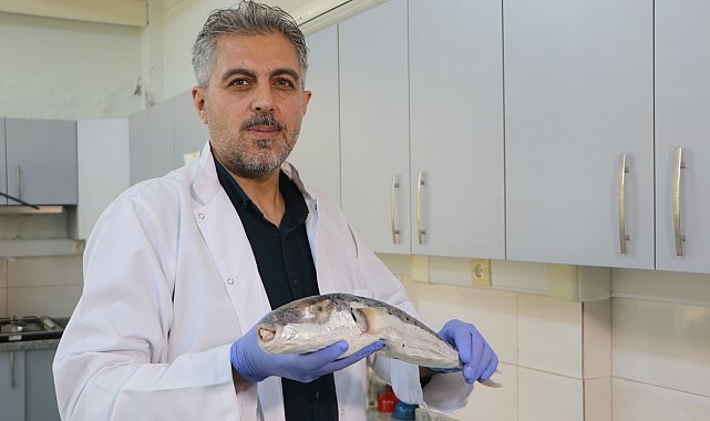 Uzmanından zehirli deniz canlıları için uyarı: Kayalık bölgelerde denize girerken dikkatli olunmalı