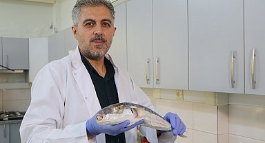 Uzmanından zehirli deniz canlıları için uyarı: Kayalık bölgelerde denize girerken dikkatli olunmalı