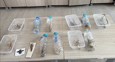 Yabancıların canlı çekirge toplarken yakalanmasına, uzmandan 'genetik çalışma' uyarısı