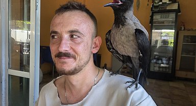 Yaralı halde bulup, iyileştirdiği yavru karga bir an olsun yanından ayrılmıyor
