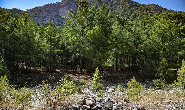 Yasağa rağmen 'ormanda mangal' duyarsızlığı