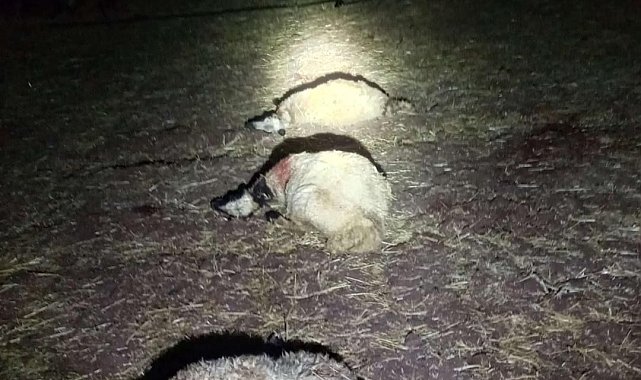 Yıldırım düşen ağılda 21 koyun öldü
