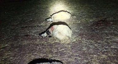 Yıldırım düşen ağılda 21 koyun öldü