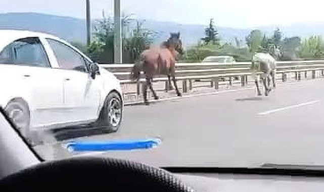 Yola çıkan başıboş atlar sürücülere zor anlar yaşattı