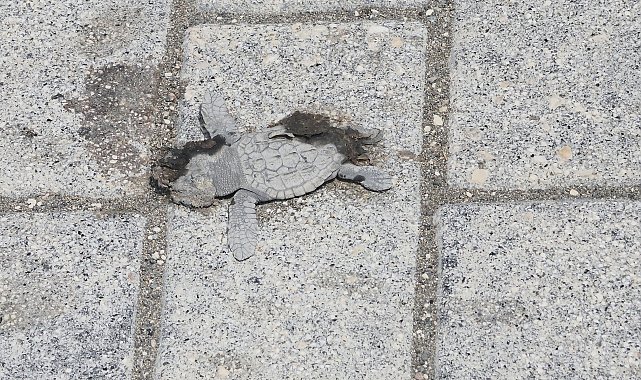 Yönlerini şaşıran yeşil deniz kaplumbağaları, araçların altında kalıp öldü