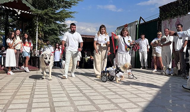 19 köpek sahiplendirilmek için podyuma çıktı
