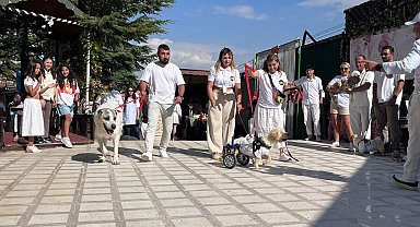19 köpek sahiplendirilmek için podyuma çıktı