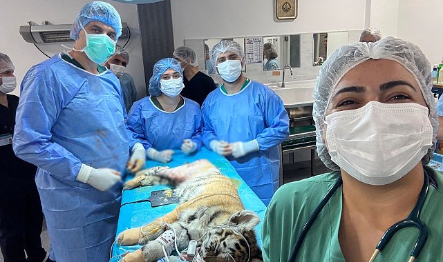 3 aylık yavru kaplan ameliyatla sağlığına kavuştu