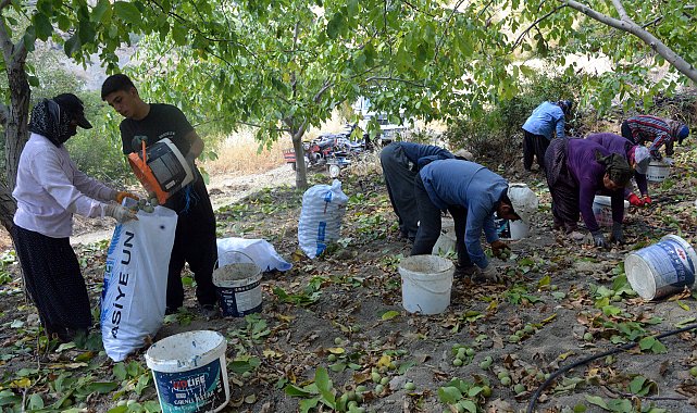 AB tescilli Çağlayancerit cevizinde hasat başladı