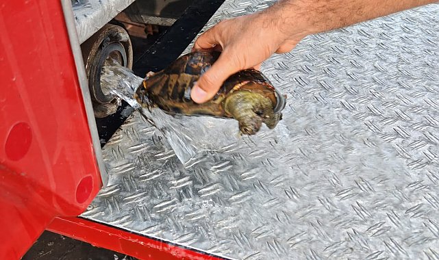 Alevlerin arasında kalan 11 kaplumbağa, itfaiye ekiplerince kurtarıldı