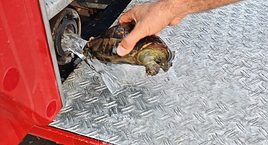 Alevlerin arasında kalan 11 kaplumbağa, itfaiye ekiplerince kurtarıldı