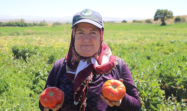Ata tohumundan elde edilen Karahıdır domatesinde hasat 1 ay geç başladı