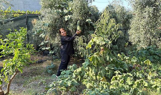 Atalık tohumları gelecek nesillere taşıyor