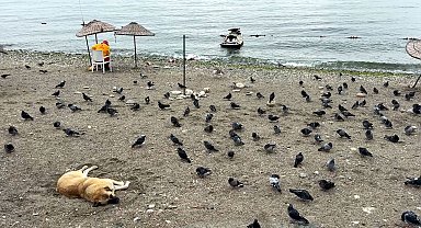 Avcılar'da havalar serinledi, sahil güvercinlere kaldı