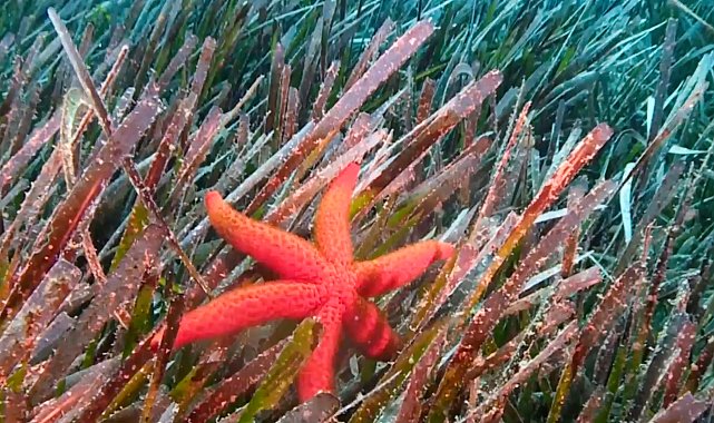 Bakan Kurum: Deniz çayırlarını yeniden güçlendiriyoruz