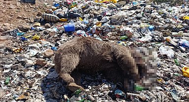 Bingöl'de 3 bozayı ölü bulundu