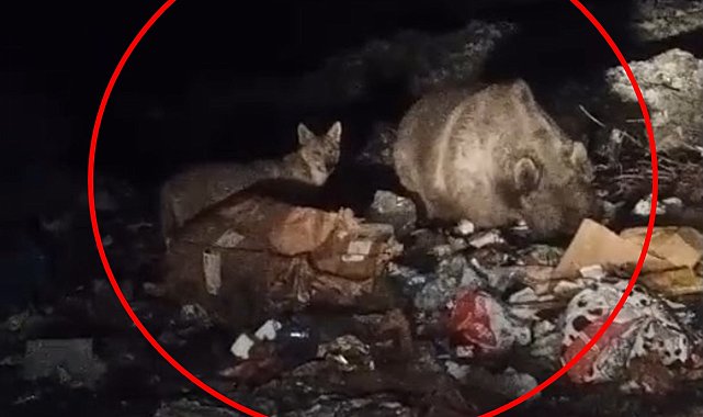 Bingöl'de ayı ve kurtlar, çöpten yiyecek ararken görüntülendi