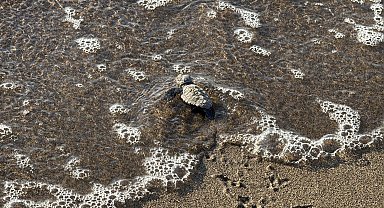 Bodrum'da 62 yavru caretta caretta denizle buluştu