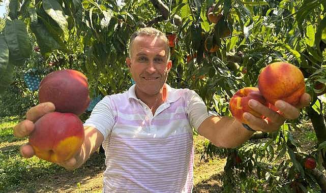 Bursa şeftalisinden güzel haber!