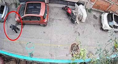 Bursa'da kucağındaki kediye şiddet uygulayan şüpheli yakalandı