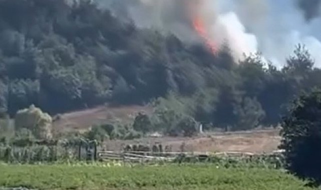 Bursa'da orman yangını