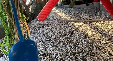 Çanakkale'de balıkçılar 1500 kasa sardalya avladı