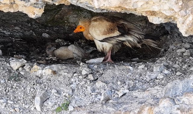 Cehennem Deresi Kanyonu'nda akbaba ailesi dron kamerasında