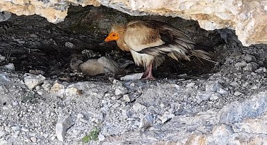 Cehennem Deresi Kanyonu'nda akbaba ailesi dron kamerasında