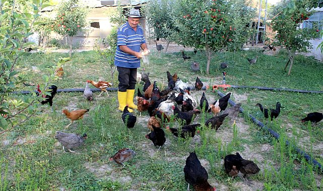 Çocukluk hayali için esnaflığı bıraktı, 20 yıldır kanatlı hayvan üretiyor