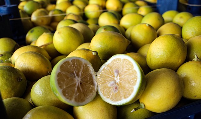 Dalında 5 TL olan limon, markette 20 katına satılıyor
