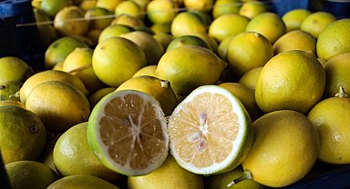 Dalında 5 TL olan limon, markette 20 katına satılıyor