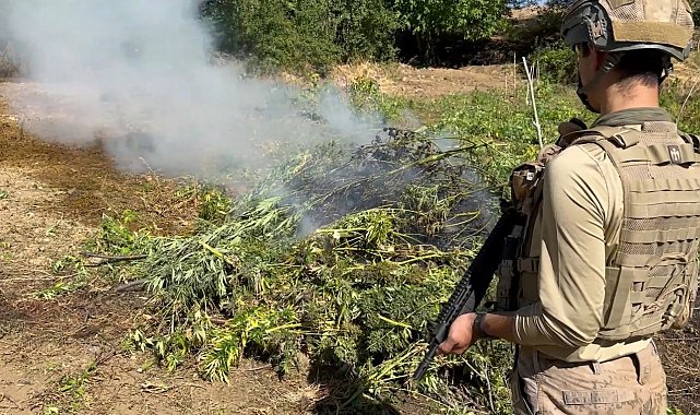 Diyarbakır'da 217 bin 608 kök kenevir ve skunk ele geçirildi