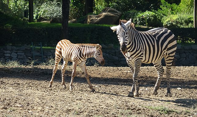 Doğduğu tesadüfen öğrenilen zebra yavrusu 'Jason', ilgi odağı oldu