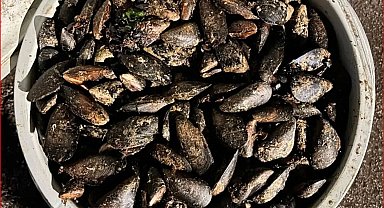 Durdurulan araçta 650 kilo bozuk midye ele geçirildi