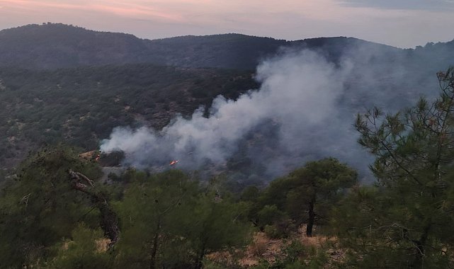 Gaziantep'te orman yangını; 4 dönüm alan zarar gördü