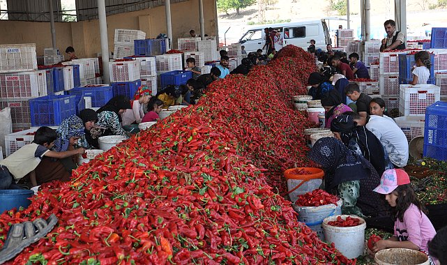 Gaziantep'te tarım işçilerinin 'acı' mesaisi