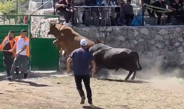 Güreşten kaçan boğa, demir kapıdaki boşluktan arenanın dışına atladı