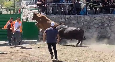 Güreşten kaçan boğa, demir kapıdaki boşluktan arenanın dışına atladı