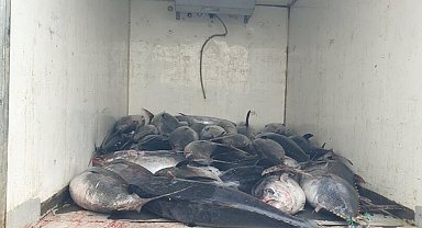 Güzelbahçe'de 3 ton mavi yüzgeçli orkinos ele geçirildi