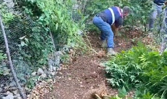 Hatay'da 371 kök kenevir ele geçirildi