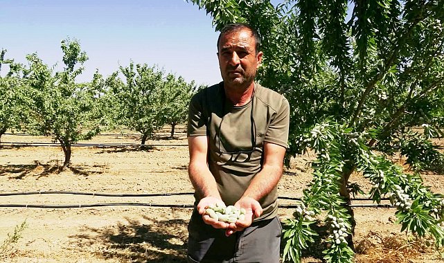 Hobi olarak başladığı badem yetiştiriciliğinde 20 bin ağaca ulaştı; 10 ton rekolte bekliyor