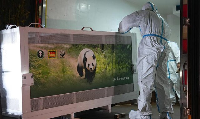 İki dev panda Çin'den ABD'ye yola çıktı