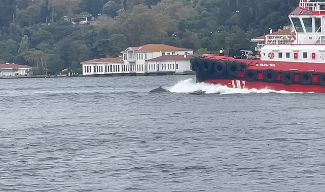 İstanbul Boğazı'nda yunus sürprizi